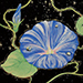 Kaoru Kan Gallery